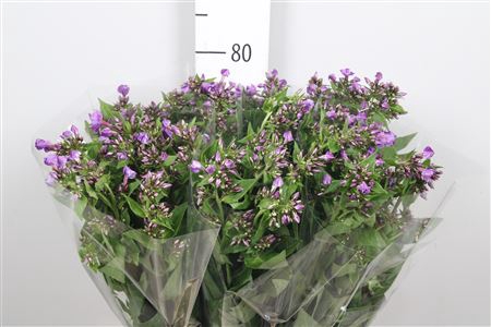 <h4>Phlox P Crissy</h4>