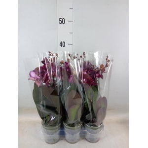 Phalaenopsis multi.   ...