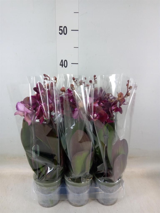 <h4>Phalaenopsis multi. ...</h4>