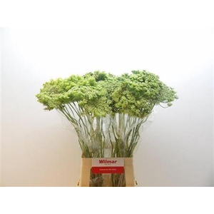 AMMI VIS GREEN MIST