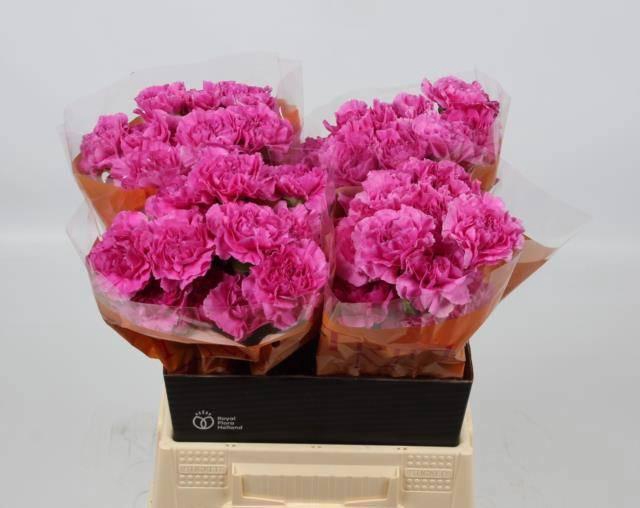 <h4>DI ST FARIDA</h4>