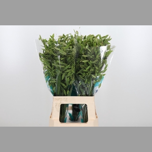 Chasmanthium Latifol