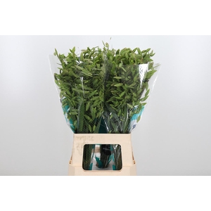 Chasmanthium Latifol