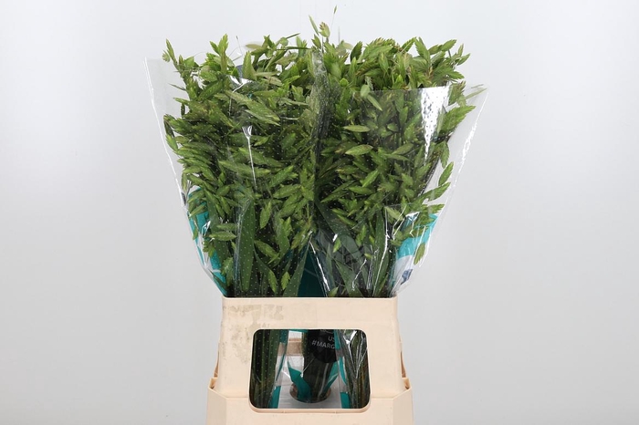 <h4>Chasmanthium Latifol</h4>