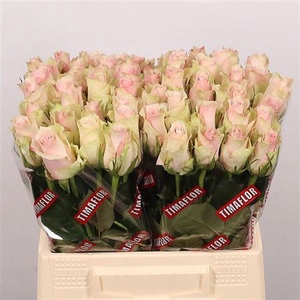 R Gr Pink Athena