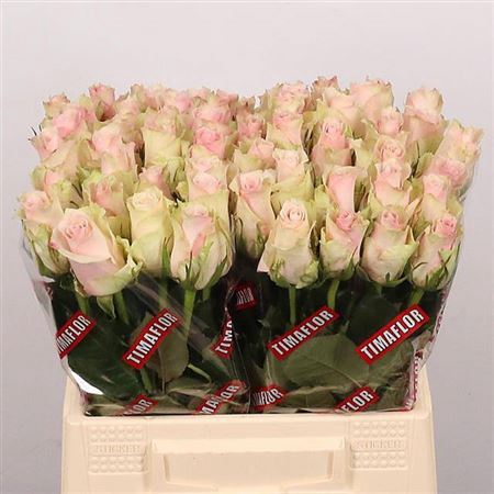 <h4>R Gr Pink Athena</h4>