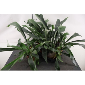 Platycerium Bifurcatum 12 Cm. Pot
