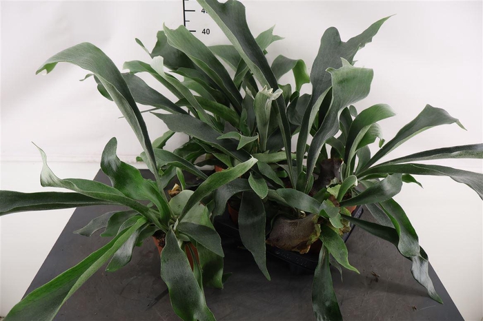 <h4>Platycerium Bifurcatum 12 Cm. Pot</h4>