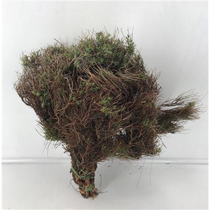 Euphorbia Spinosa