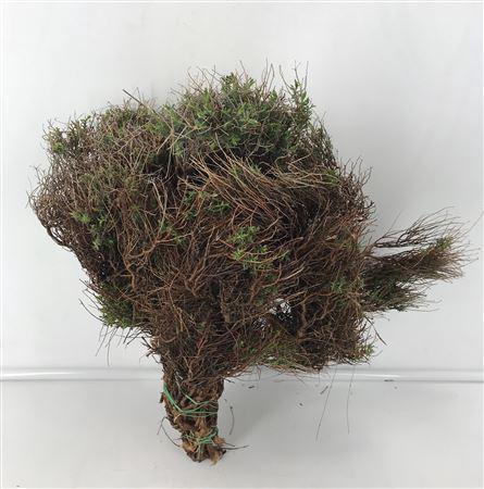 <h4>Euphorbia Spinosa</h4>