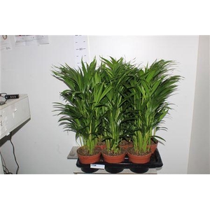 Dypsis Lutescens