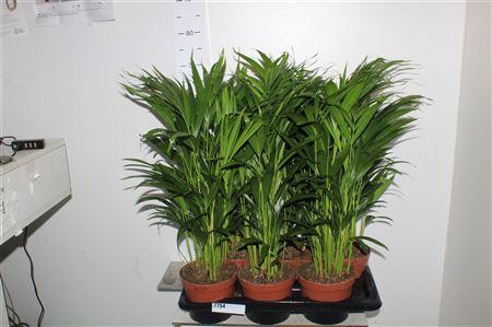 <h4>Dypsis Lutescens</h4>