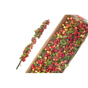 MALUS TAK 80CM