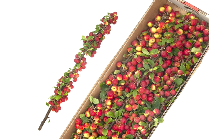 <h4>MALUS TAK 80CM</h4>