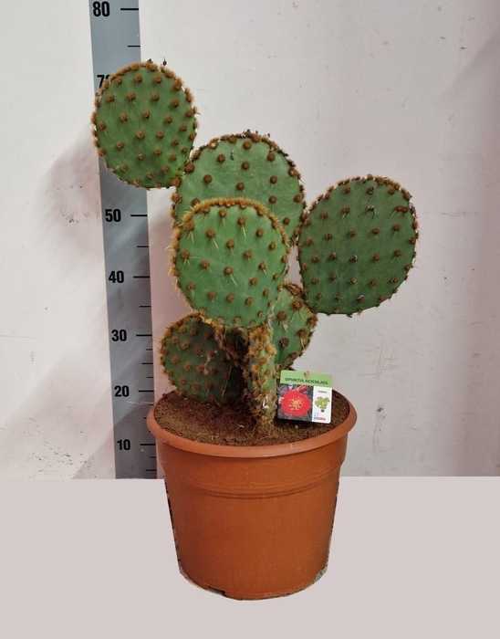 <h4>OPUNTIA</h4>