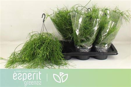 <h4>Rhipsalis Oasis</h4>