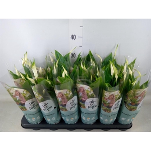 Spathiphyllum  'Chopin'