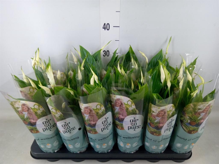 <h4>Spathiphyllum  'Chopin'</h4>