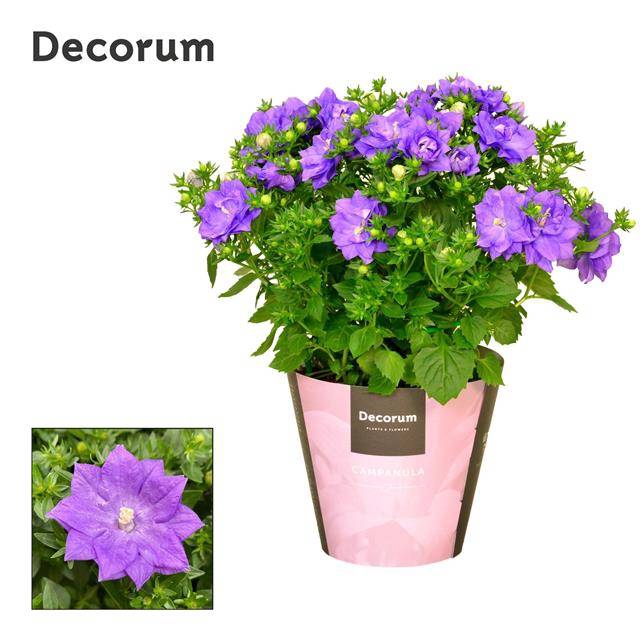 Campanula Dublin blue