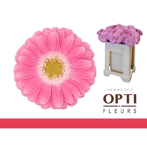 Germini Philou Water