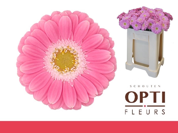 <h4>Germini Philou Water</h4>