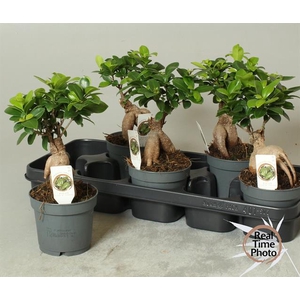 Ficus mi Ginseng 12Ø 30cm