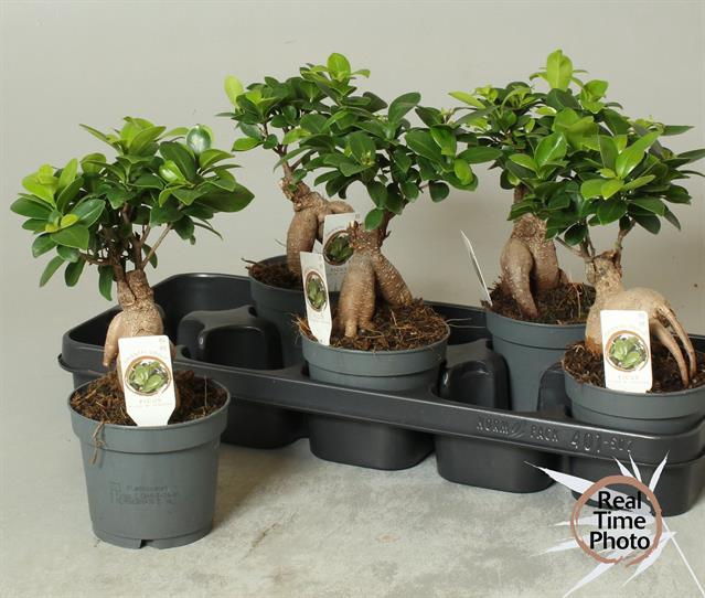 Ficus mi Ginseng 12Ø 30cm