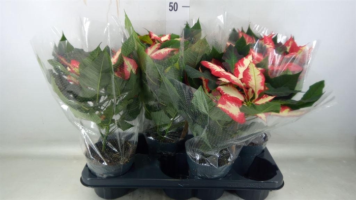 <h4>Euphorbia pulc. ...</h4>