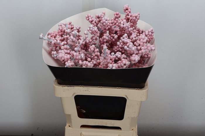 <h4>Ilex Wx Wit Xl</h4>