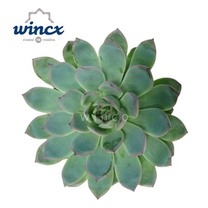 Echeveria Pink Edge Cutflower Wincx-10cm
