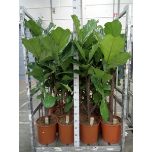 Ficus lyrata