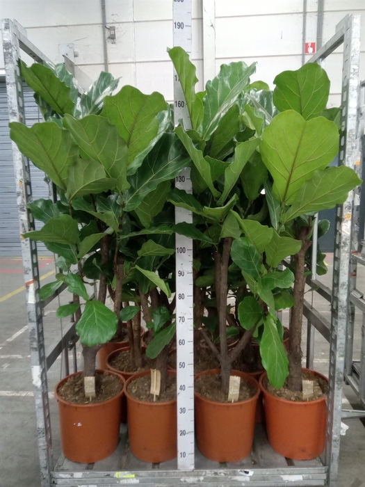 <h4>Ficus lyrata</h4>