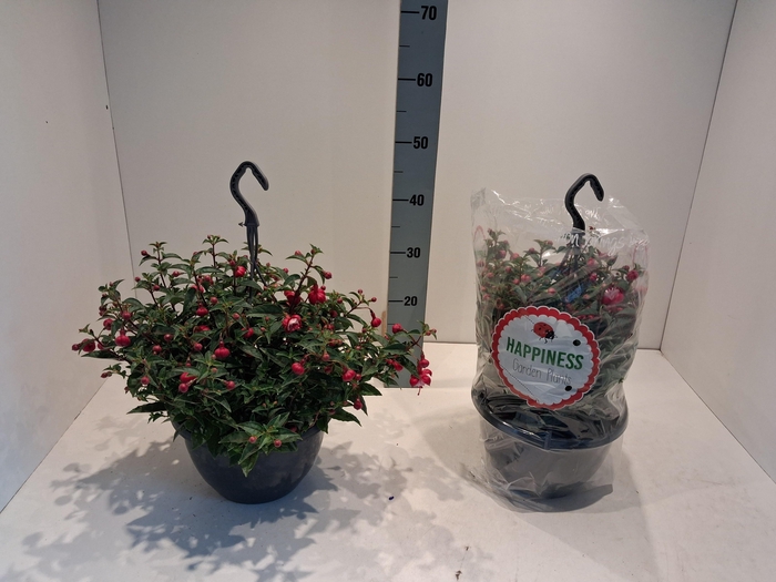 <h4>FUCHSIA MIXK</h4>