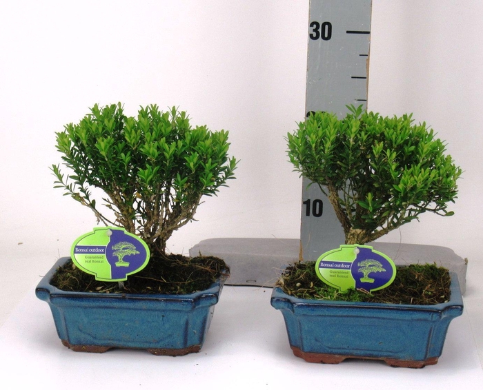 <h4>Buxus harlandii, 19 cm broom, without driptray</h4>