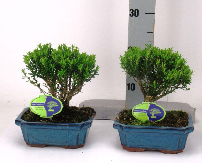 <h4>Buxus harlandii, 19 cm broom, without driptray</h4>