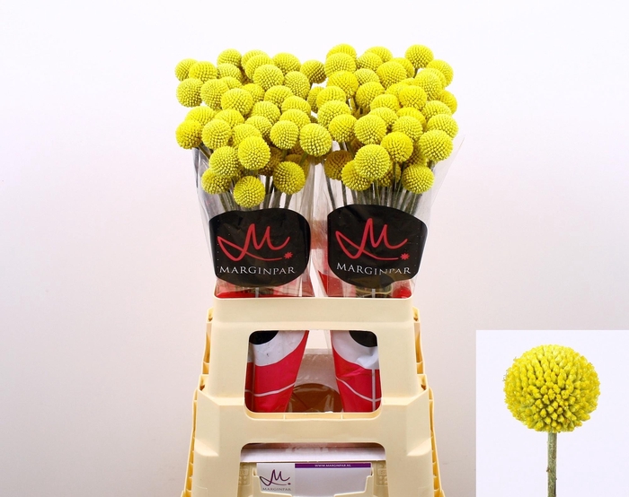 <h4>Craspedia Paintball Pop</h4>