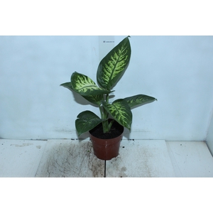 DIEF. TROPIC SNOW P17