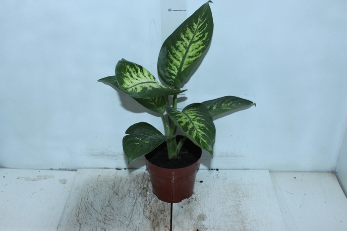 <h4>DIEF. TROPIC SNOW P17</h4>