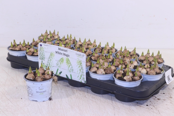 <h4>MUSCAR WHITE MAGIC</h4>