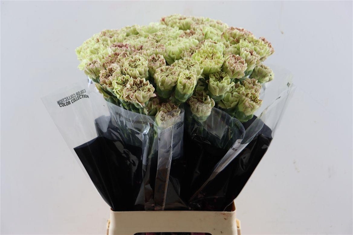 <h4>Di St Wine Cover</h4>