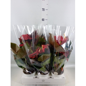 Anthurium andr. 'Coral Champion'