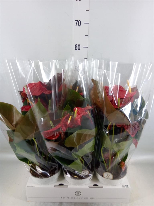 <h4>Anthurium andr. 'Coral Champion'</h4>