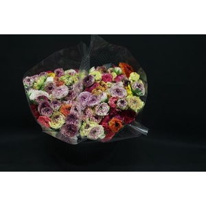 Ranonkel Extra Pico Mix