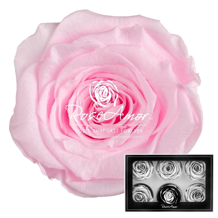 <h4>Lplus Pin99</h4>