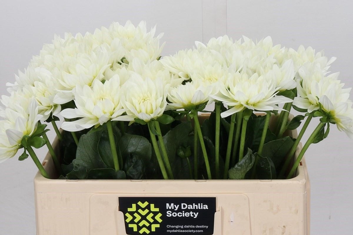 <h4>Dahlia Karma M. Zwaan</h4>
