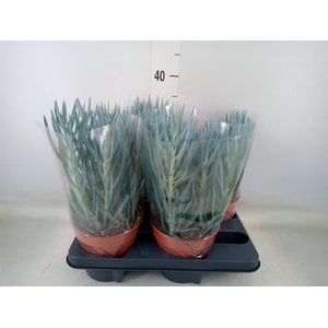 Curio ficoides 'Blues'