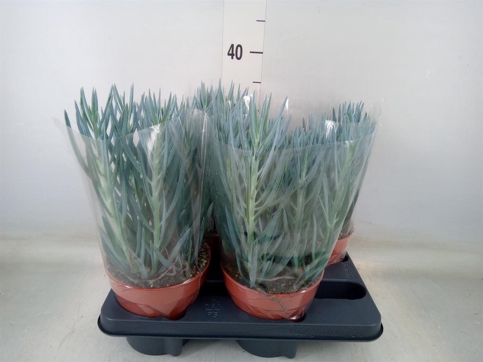 <h4>Curio ficoides 'Blues'</h4>