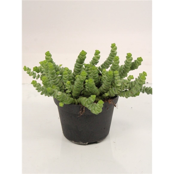 <h4>Crassula Marnieriana Hottentot</h4>
