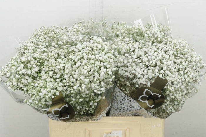 <h4>Gyps Pa Xlence</h4>