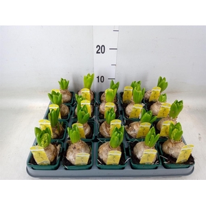 Hyacinthus orie. 'Yellowstone'